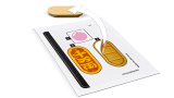 次主題